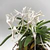 Neofinetia falcata unkai 雲海 